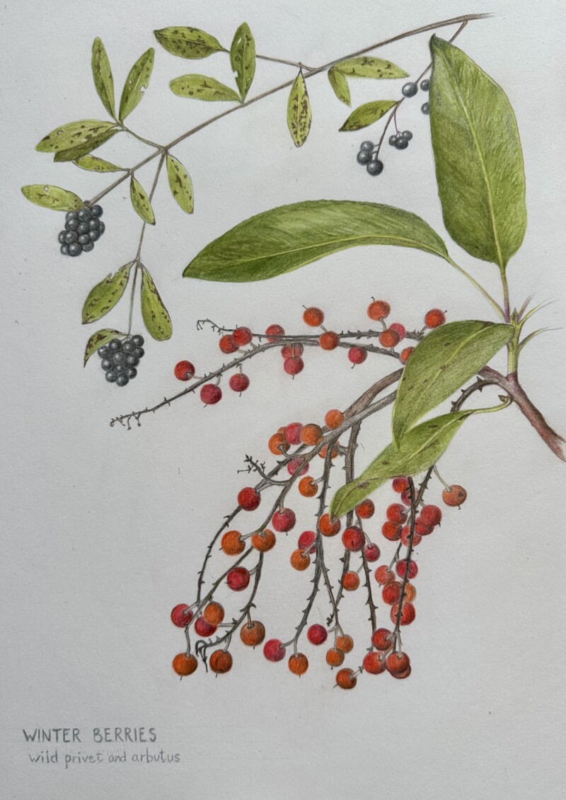 winter-berries-3