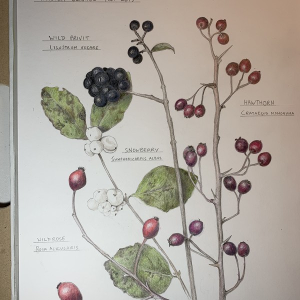 winter berries