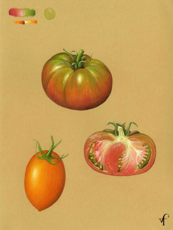Tomatoes on kraft paper by Vern Fannin