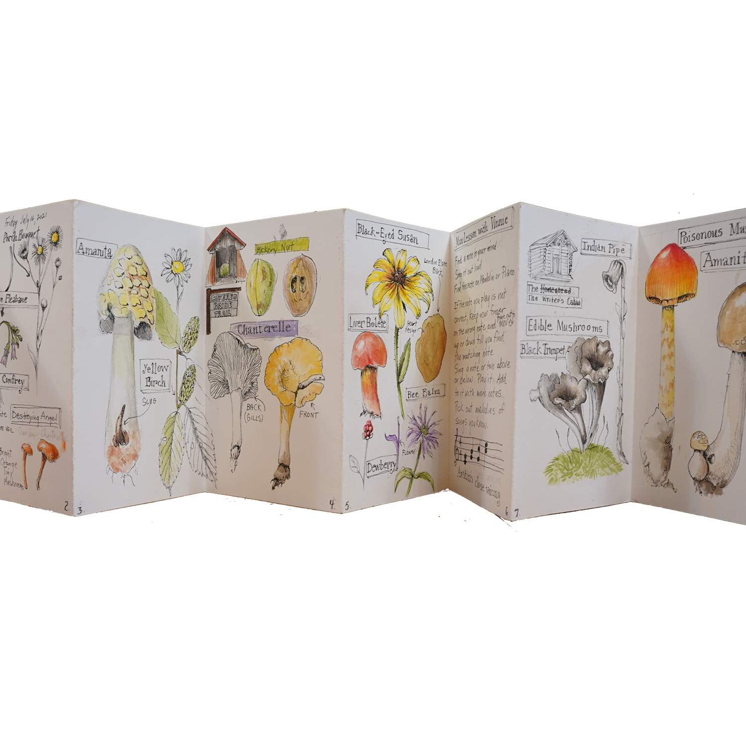 Nature Journaling Art Supply Kit - Draw Botanical LLC