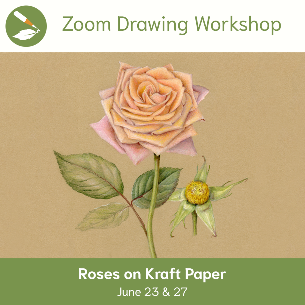 Recording of Zoom Workshop 100: Roses on Kraft Paper - Draw