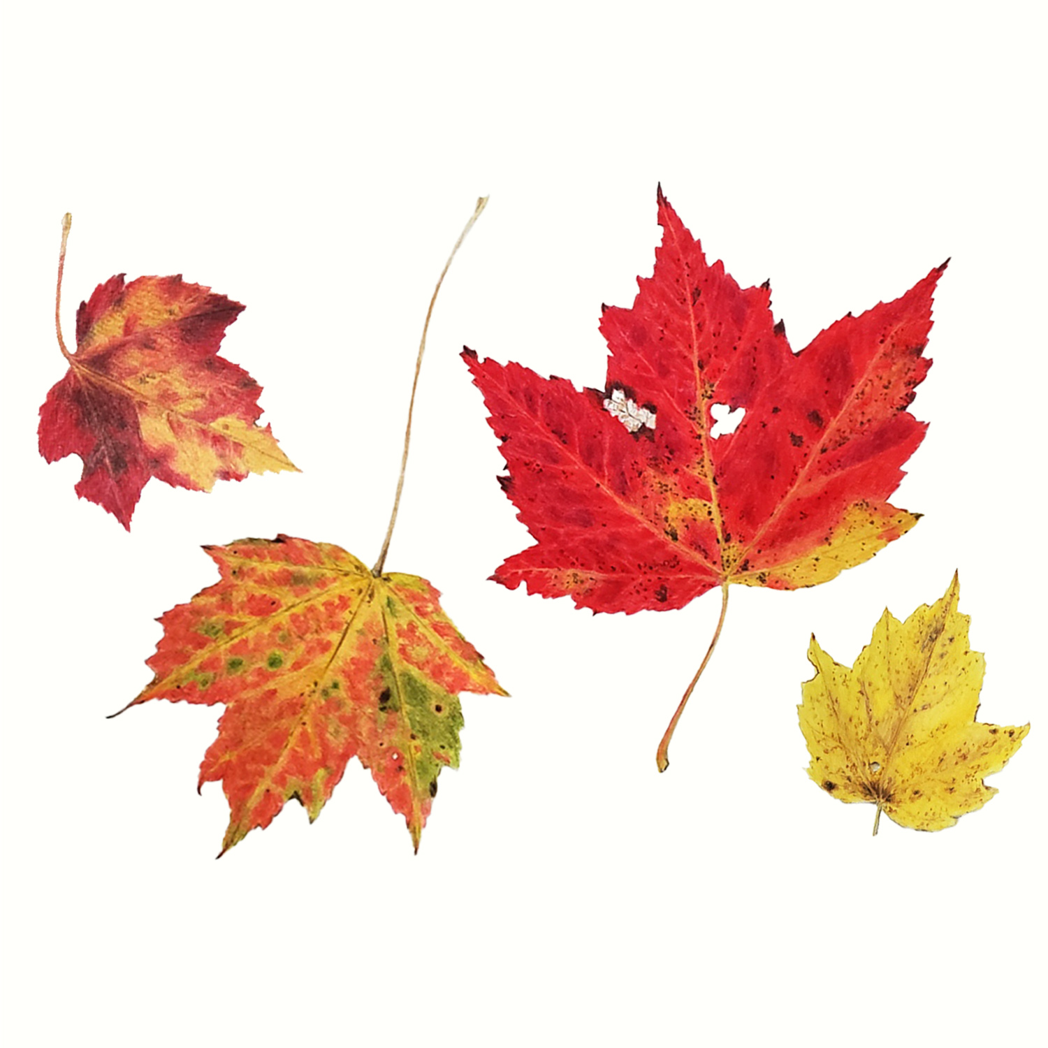 Zoom Workshop 144: Fall Leaves on Kraft Paper - Image 3